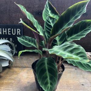 カラテア『ワルセヴィッチー』 ベルベット 観葉植物の詳細画像3