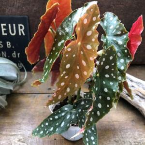 ベゴニア マクラータ 3号 水玉模様 大人気 観葉植物の商品画像