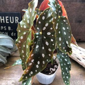 ベゴニア マクラータ 3号 水玉模様 大人気 ...の詳細画像1