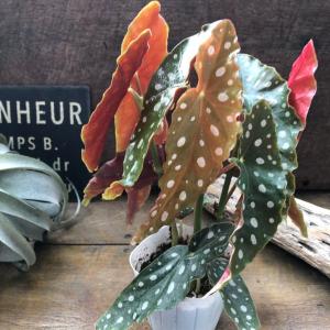 ベゴニア マクラータ 3号 水玉模様 大人気 ...の詳細画像2