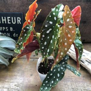 ベゴニア マクラータ 3号 水玉模様 大人気 ...の詳細画像3