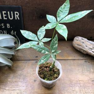 観葉植物 キンモウコウ：ゴールデンモンキー タカワラビ*金毛狗 7号