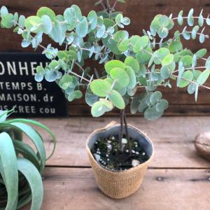 バーキン 希少 フィロデンドロン 観葉植物 斑入り : パリジェンヌ