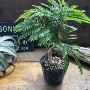 曲がり木 エバーフレッシュ 観葉植物 インテリアの詳細画像1