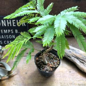 曲がり木 エバーフレッシュ 観葉植物 インテリアの詳細画像2