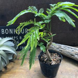 曲がり木 エバーフレッシュ 観葉植物 インテリアの詳細画像3