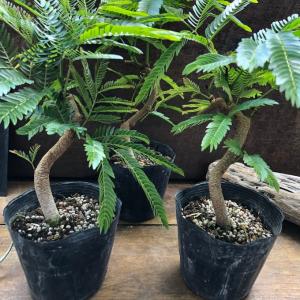 曲がり木 エバーフレッシュ 観葉植物 インテリアの詳細画像4