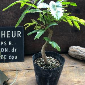 曲がり木 エバーフレッシュ 観葉植物 インテリアの詳細画像5