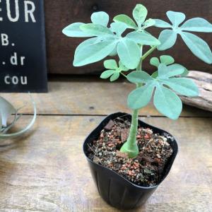 『アデニア　グラウカ』 幻蝶かずら Adenia Glauca 多肉植物