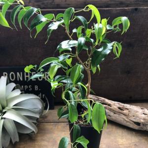 観葉植物：フィカス ベンジャミン レジナルド*プラポット : 遊恵