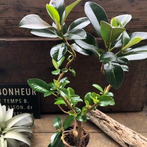 フランスゴムの木 曲がり木 観葉植物 曲がった幹の詳細画像1