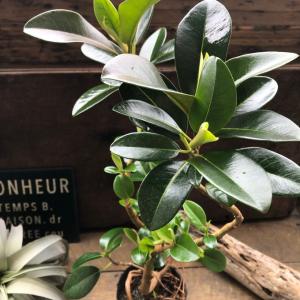 フランスゴムの木 曲がり木 観葉植物 曲がった幹の詳細画像2