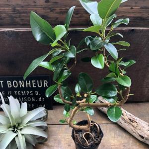 フランスゴムの木 曲がり木 観葉植物 曲がった幹の詳細画像4