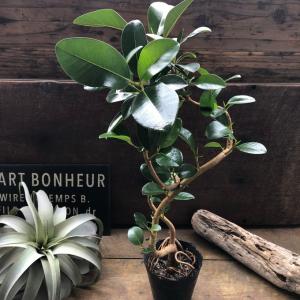 フランスゴムの木 曲がり木 観葉植物 曲がった幹の詳細画像5