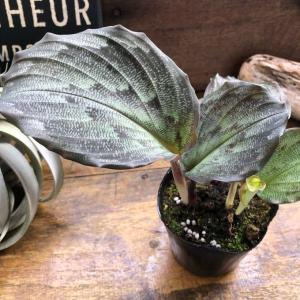 おしゃれ 観葉植物 キンモウコウ：ゴールデンモンキー タカワラビ*金毛