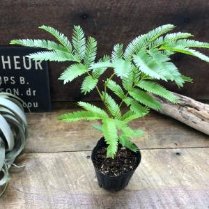 エバーフレッシュ 3号 観葉植物 インテリアの詳細画像1