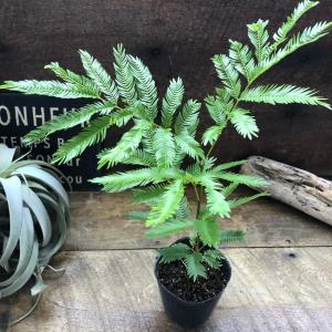 エバーフレッシュ 3号 観葉植物 インテリアの詳細画像2