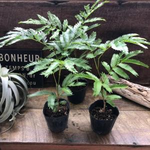 エバーフレッシュ 3号 観葉植物 インテリアの詳細画像3