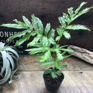 エバーフレッシュ 3号 観葉植物 インテリアの詳細画像4