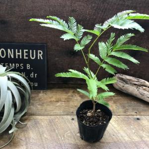 エバーフレッシュ 3号 観葉植物 インテリアの詳細画像5