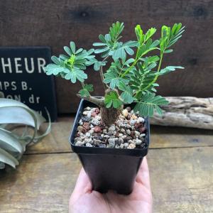 センナ メリディオナリス Senna meri...の詳細画像2