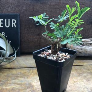 センナ メリディオナリス Senna meri...の詳細画像3