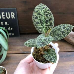 宝石蘭 キラキラ光る葉脈 ジュエルオーキッド ...の詳細画像3