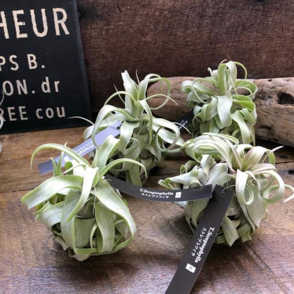 ストレプトフィラ エアープランツ 多肉植物 ガーデニング チランジア