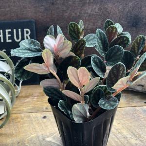 ペリオニア　プルクラ 花火草 開花中 ユニークな植物 インテリア