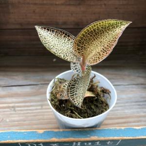 アネクトキルス 'ローズゴールド' 2寸 (ジュエルオーキッド 観葉植物