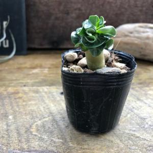 【現品】ブーファン・ディスティカ（ディスティチャ）　8号　紺鉢（1） 現品】ブーファン・ディスティカ（ディスティチャ） 8号 紺鉢（1