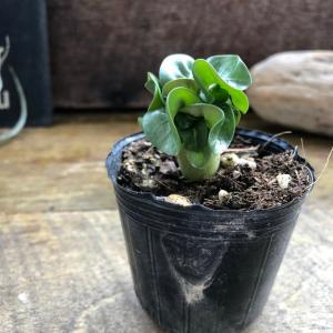 巻葉 アデニウム アラビカム 塊根植物 蛸足 ...の詳細画像1