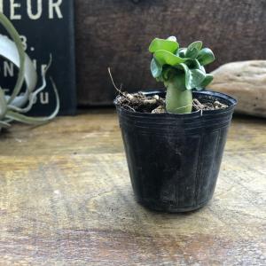 巻葉 アデニウム アラビカム 塊根植物 蛸足 ...の詳細画像2