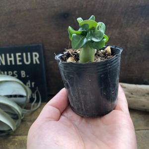 巻葉 アデニウム アラビカム 塊根植物 蛸足 ...の詳細画像3