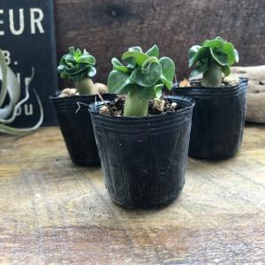 巻葉 アデニウム アラビカム 塊根植物 蛸足 ...の詳細画像4