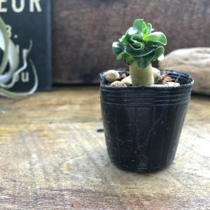 巻葉 アデニウム アラビカム 塊根植物 蛸足 ...の詳細画像5