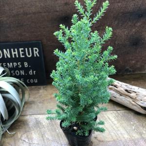 レッドスター コニファー 観葉植物 ツリー型の詳細画像4