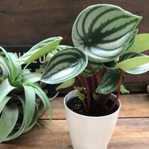 スイカペペ サンデルシー ぺぺロミア 観葉植物の詳細画像1