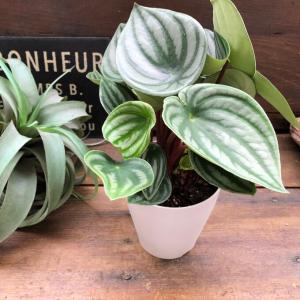 スイカペペ サンデルシー ぺぺロミア 観葉植物の詳細画像2