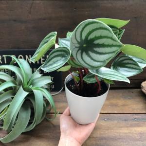 スイカペペ サンデルシー ぺぺロミア 観葉植物の詳細画像3