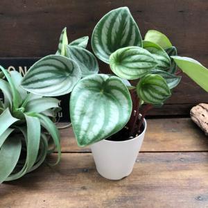 スイカペペ サンデルシー ぺぺロミア 観葉植物の詳細画像4