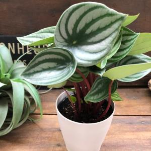 スイカペペ サンデルシー ぺぺロミア 観葉植物の詳細画像5