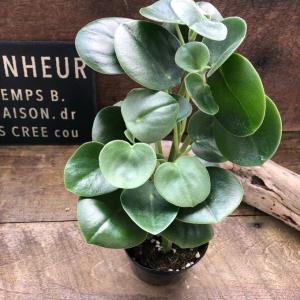 希少 ホバリア ペペロミア 観葉植物 インテリアの詳細画像1