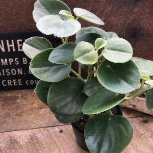 希少 ホバリア ペペロミア 観葉植物 インテリアの詳細画像3