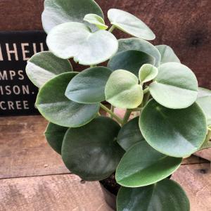 希少 ホバリア ペペロミア 観葉植物 インテリアの詳細画像4