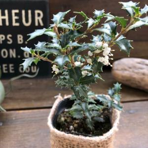 香姫 3号 香りがします クリスマス 姫ヒイラギ 白い花 インテリア