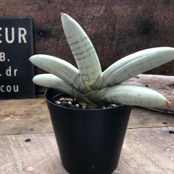 ボンセレンシス プラチナム 希少 サンスベリア 観葉植物