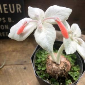 希少 断崖の女王 塊根植物 シンニギア　レウコトリカ