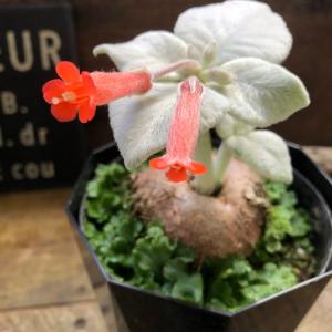 希少 断崖の女王 塊根植物 シンニギア レウコトリカの詳細画像1