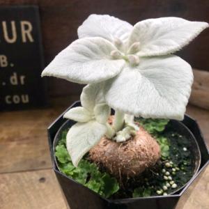 希少 断崖の女王 塊根植物 シンニギア レウコトリカの詳細画像2